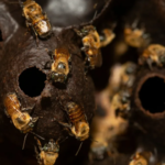Miel medicinal: por qué la llaman el “líquido milagroso” de las abejas sin aguijón