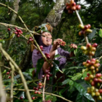 ¿Cómo afectará el cambio climático al cultivo del café y otros alimentos populares?